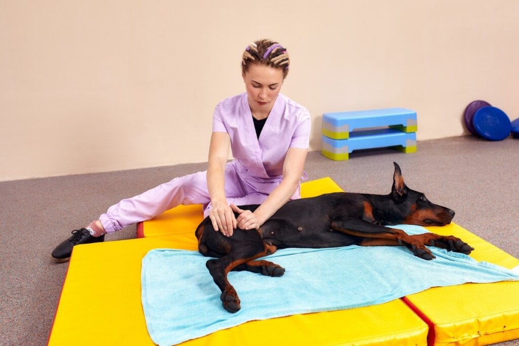 Cachorro deitado fazendo fisioterapia com uma veterinária