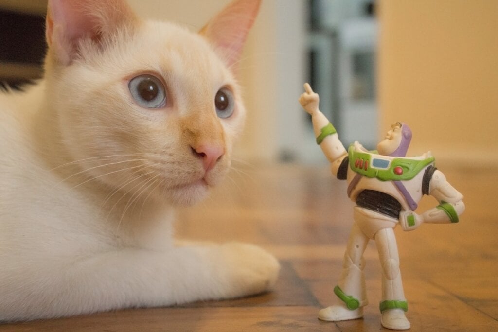 Gato branco ao lado de um boneco do buzz lightyear