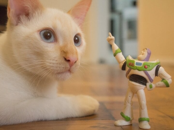 10 nomes para gatos inspirados em personagens da Pixar