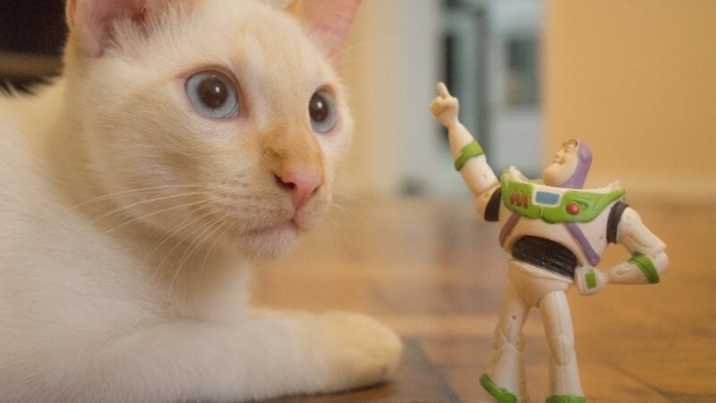 10 nomes para gatos inspirados em personagens da Pixar