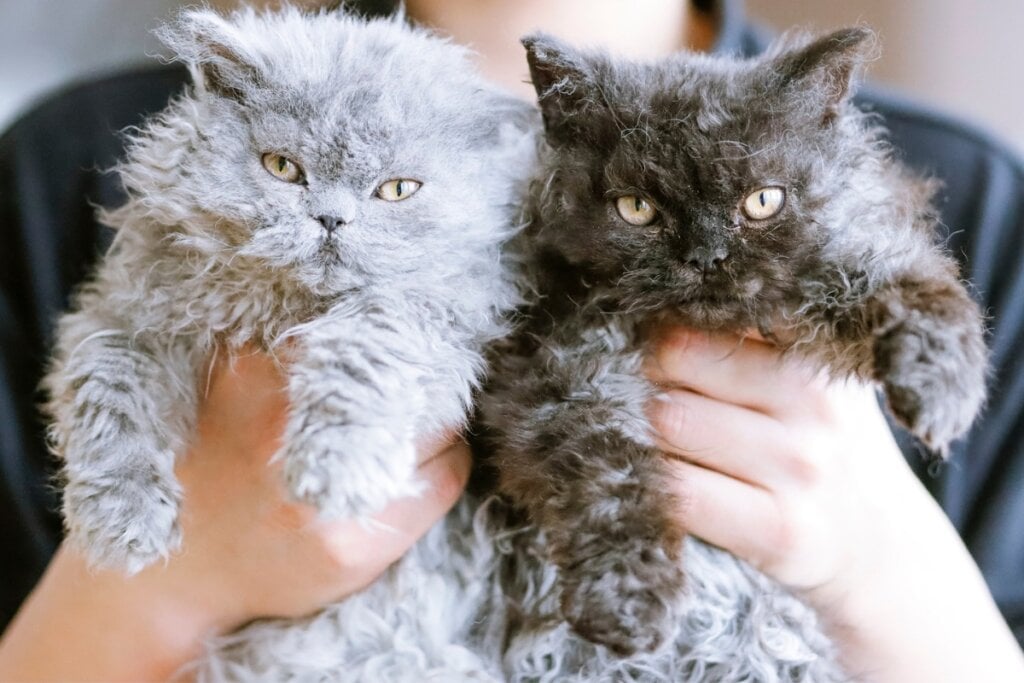 mãos segurando filhotes de gatos cinza e preto com pelo cacheado