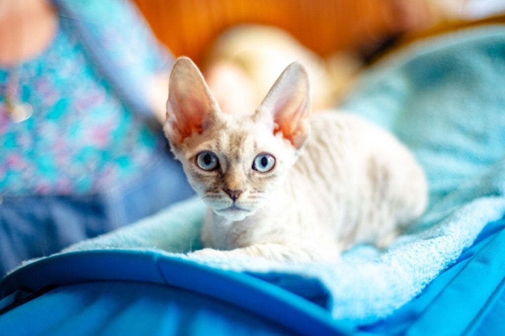 Gato branco da raça German rex deitado 