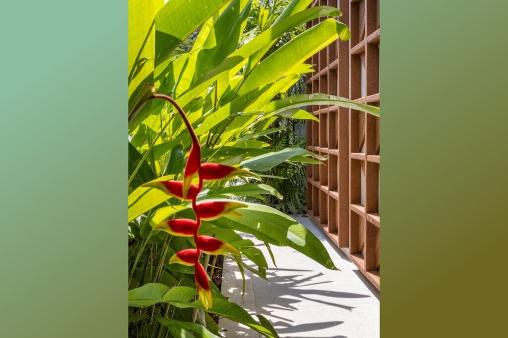 Helicônia-papagaio em destaque, com suas flores vermelhas contrastando com a folhagem verde ao fundo