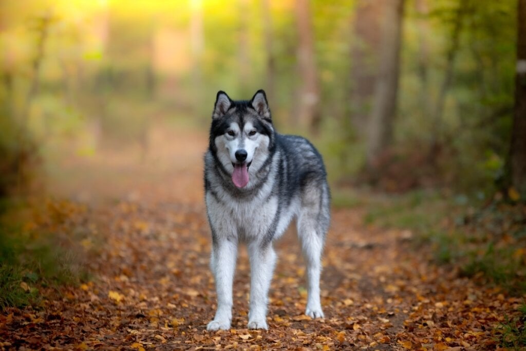 Husky siberiano em uma floresta