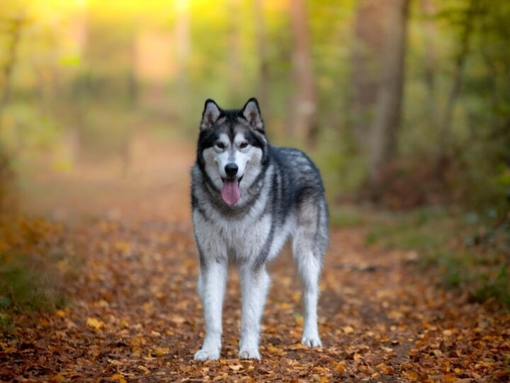 8 semelhanças entre o cachorro e o lobo