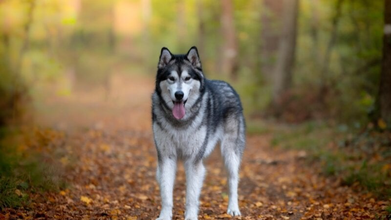 8 semelhanças entre o cachorro e o lobo