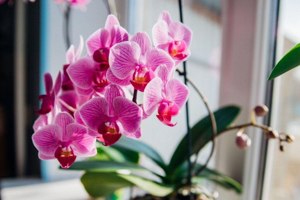 Orquídea phalaenopsis em vaso na janela