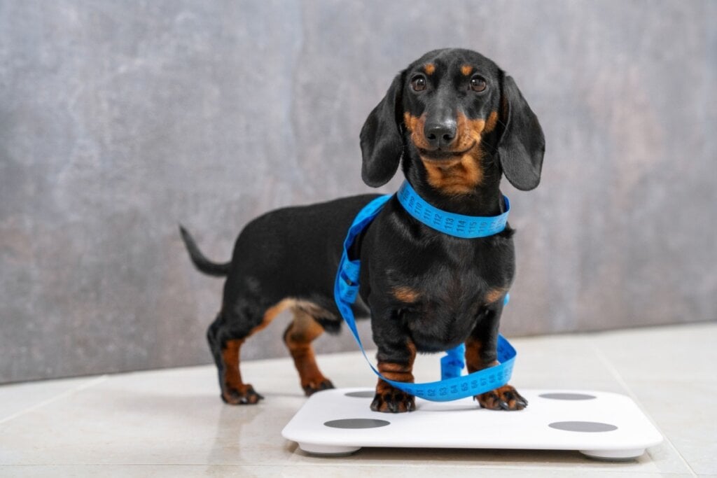 Cachorro da raça Dachshund da cor preta em cima de uma balança com um fita azul ao redor do corpo 