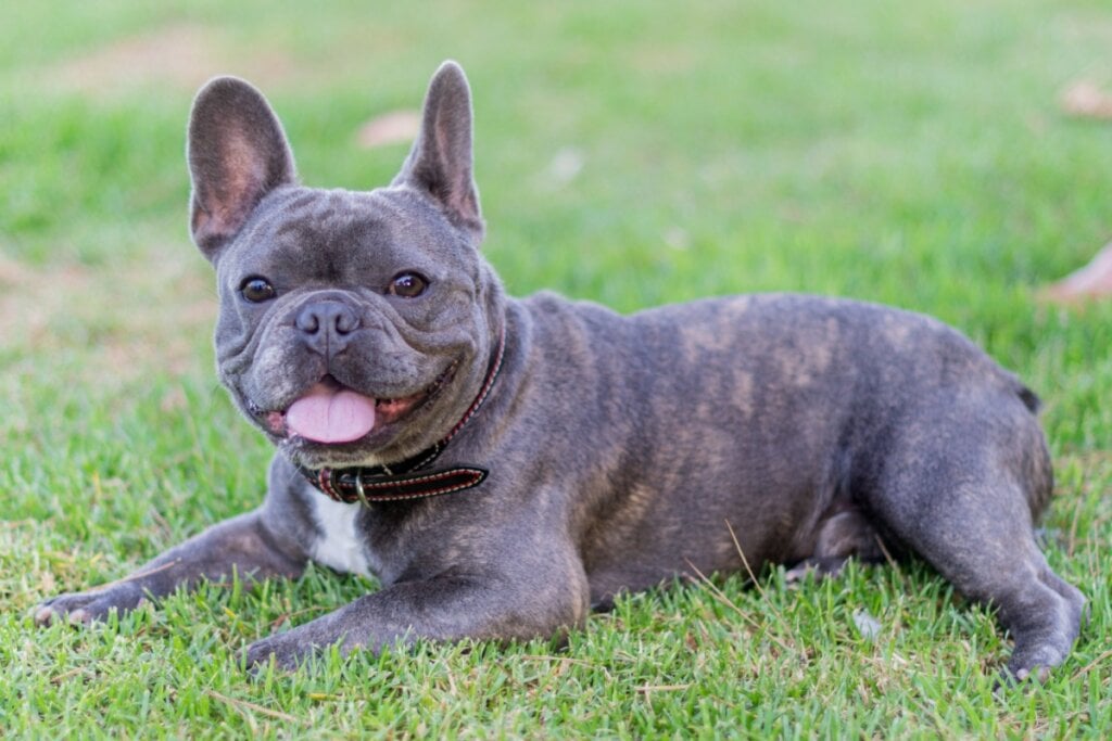 imagem de um cachorro da raça bulldog deitado em um gramado