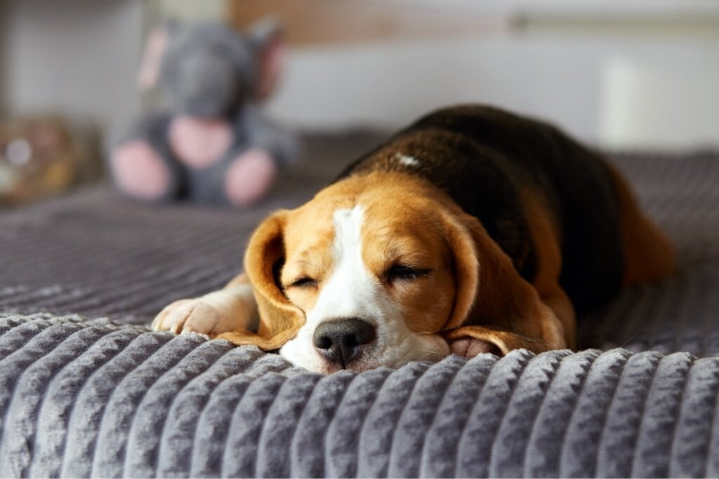 Cachorro deitado em uma cama dormindo