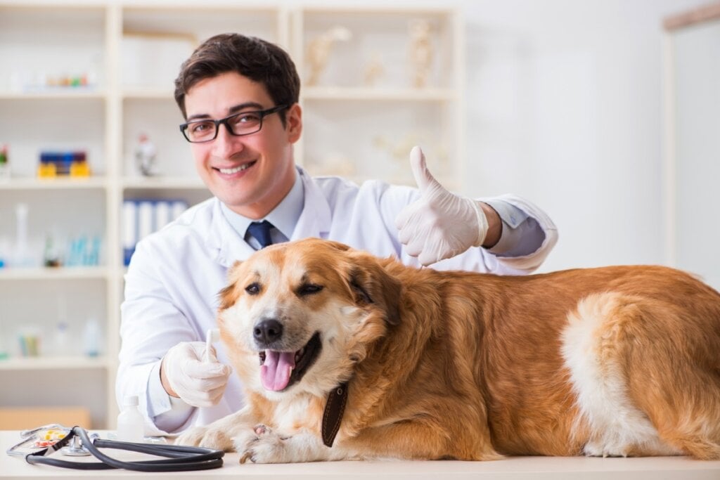 Cachorro deitado com um médico veterinário examinando ele e fazendo sinal de ok com a mão