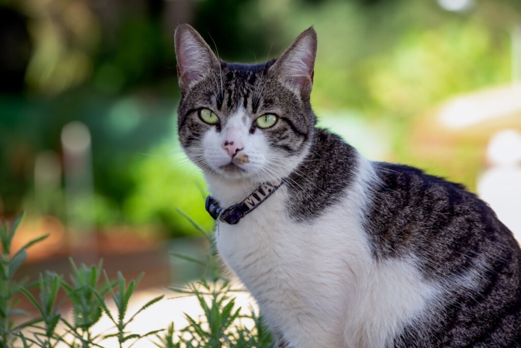 gato american wirehair preto e branco com coleita e sentado em grama