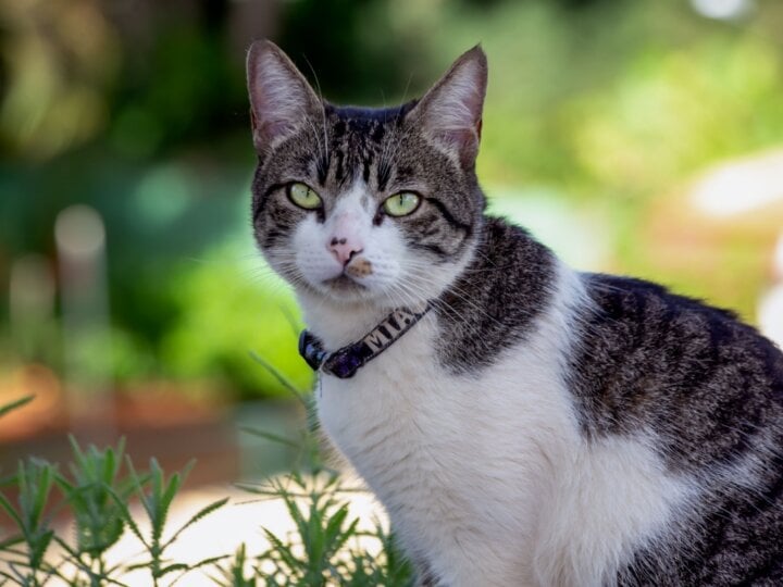 4 características do gato da raça american wirehair 