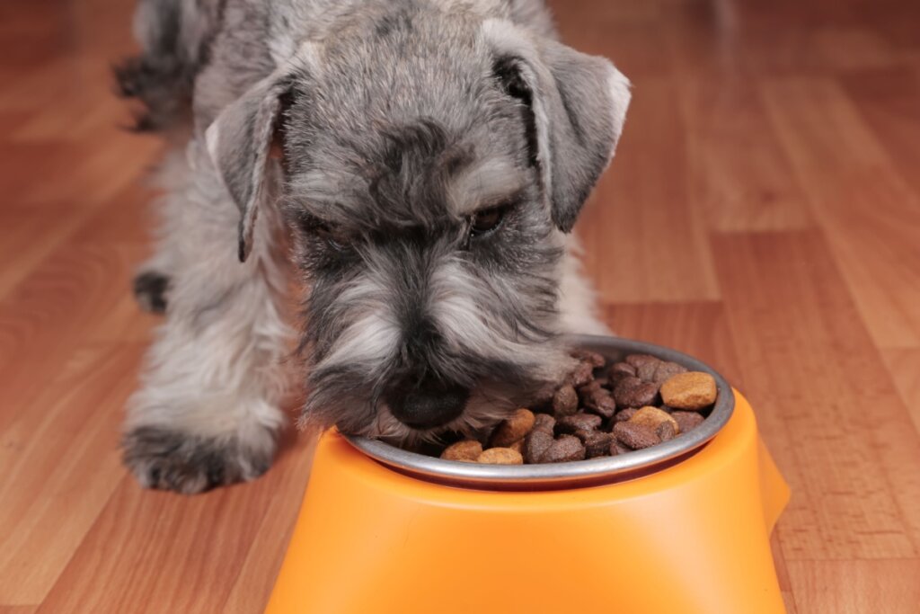 cachorro schnauzer comendo ração em pote laranja