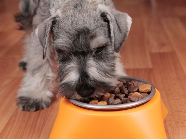 Veja o tipo de alimentação adequada para cachorro obeso