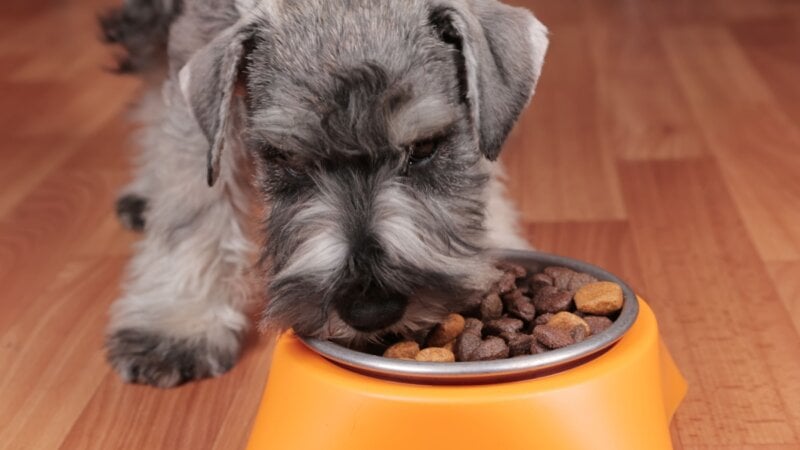 Veja o tipo de alimentação adequada para cachorro obeso