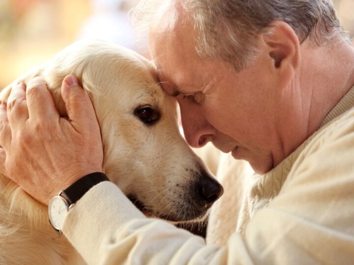 Veja os cuidados com pets com Síndrome da Disfunção Cognitiva