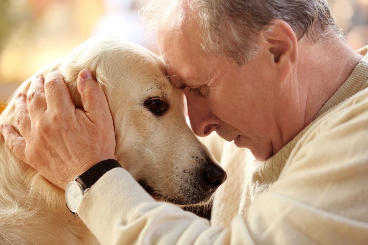 Veja os cuidados com pets com Síndrome da Disfunção Cognitiva