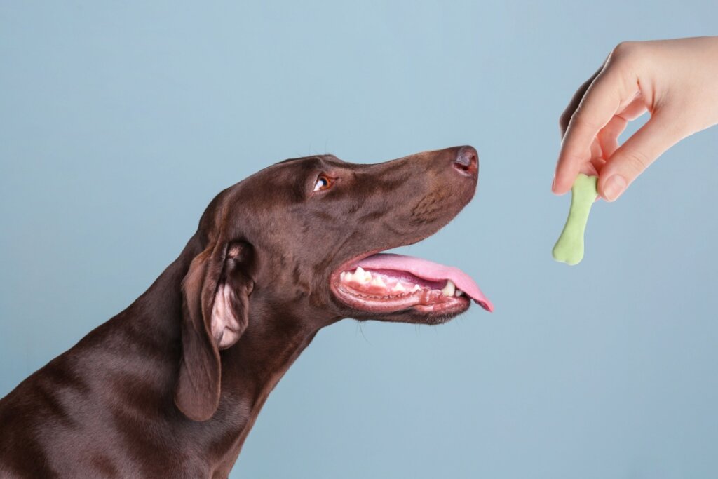 Cachorro recebendo petisco