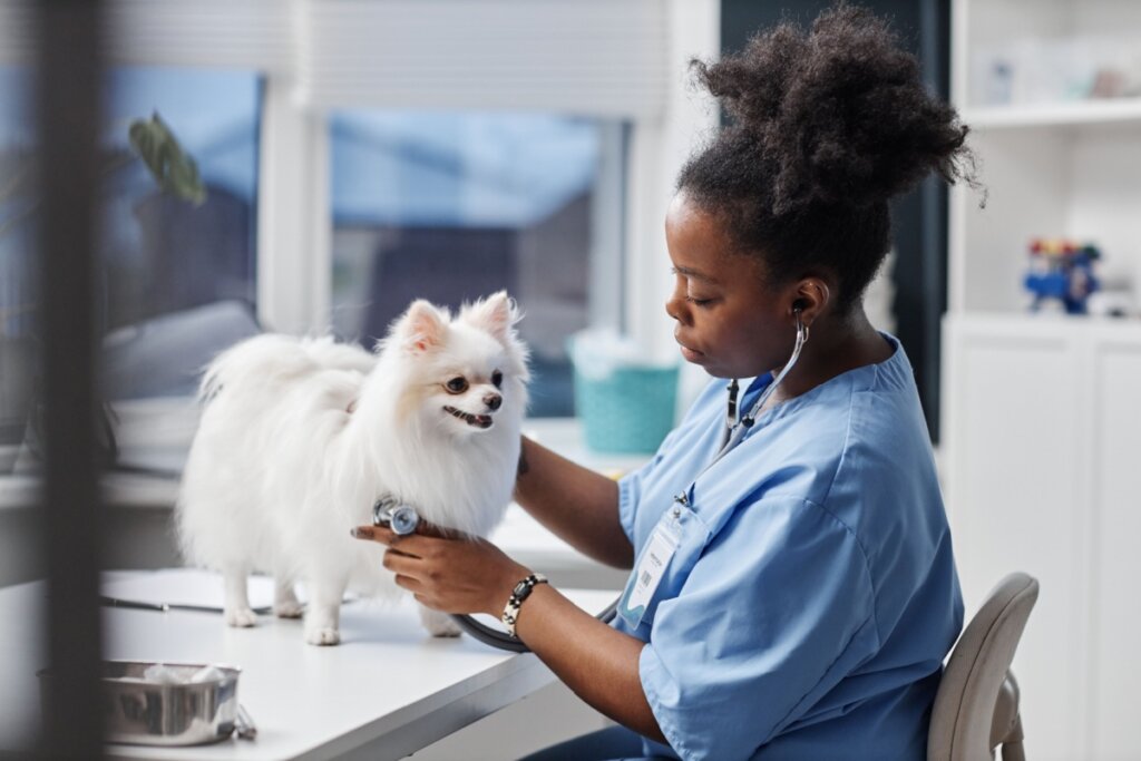 Cachorro sendo examinado pela veterinária