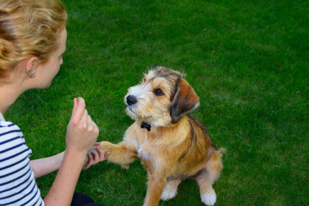 Para adestrar o cão é necessário falar com um tom de voz baixo e calmo (Imagem: Reimar | Shutterstock)