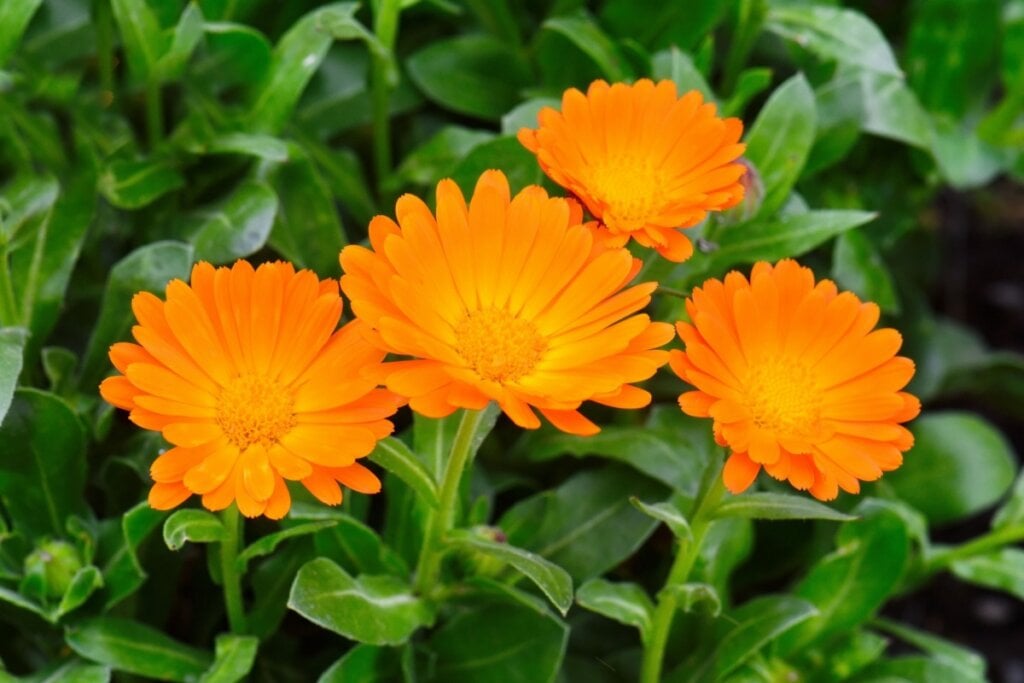 Três flores de calendula