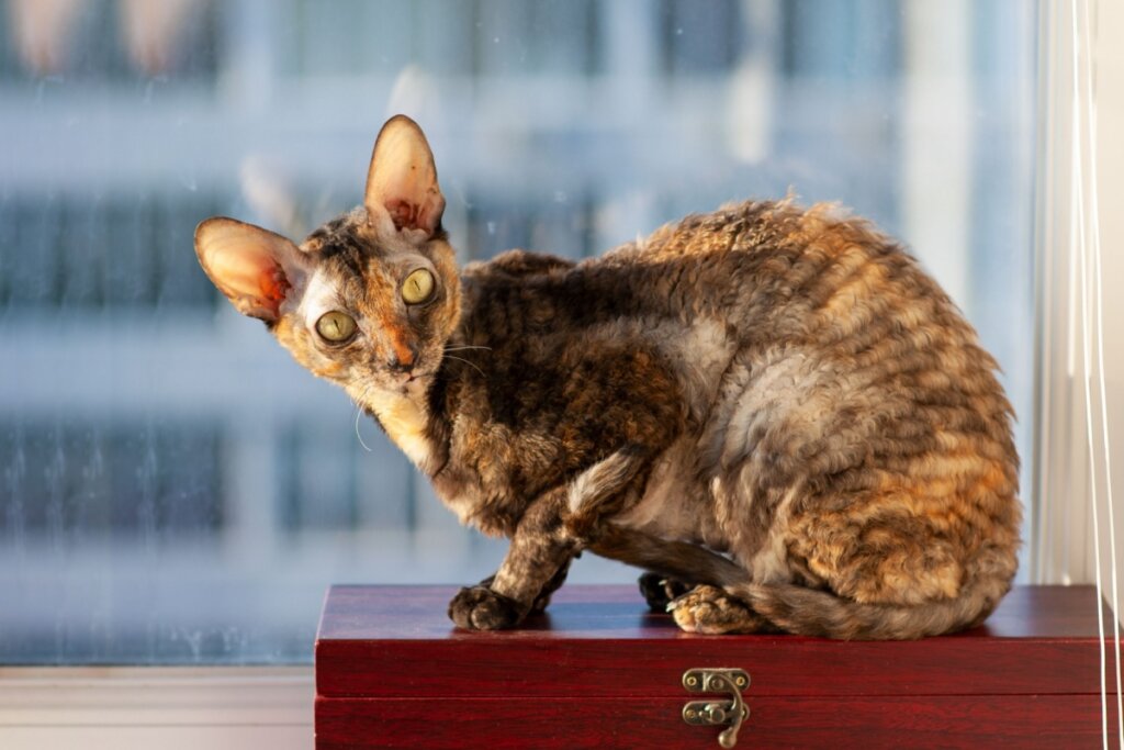 O pelo encaracolado do cornish rex ajuda a reter a proteína Fel d 1 (Imagem: DonPomidor | Shutterstock)