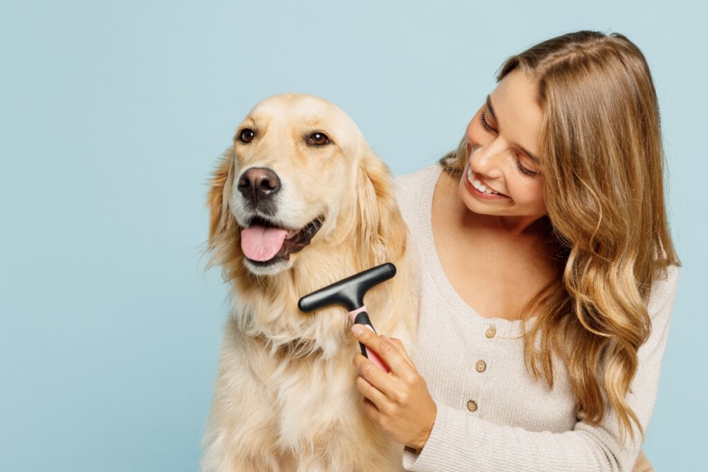 Mulher escovando um Golden Retriever, cuidando de sua pelagem longa com carinho e atenção