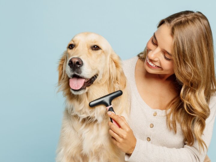 7 cuidados com cachorro de pelo longo 