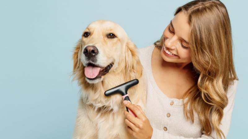 7 cuidados com cachorro de pelo longo 