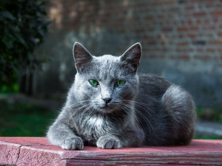 8 sinais de que seu gato está se tornando idoso 