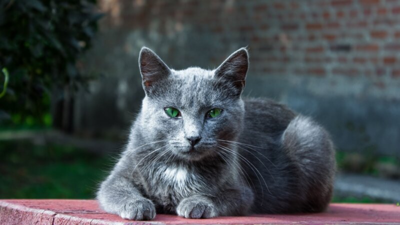 8 sinais de que seu gato está se tornando idoso 