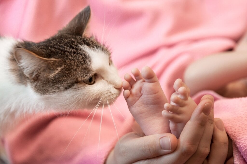 gato branco e cinza cheirando o pé de bebê recém-nascido