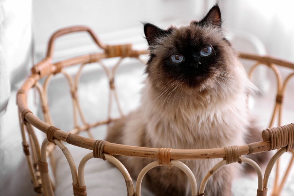 O gato balinês é elegante e produz menos a Fel d 1  (Imagem: New África | Shutterstock)