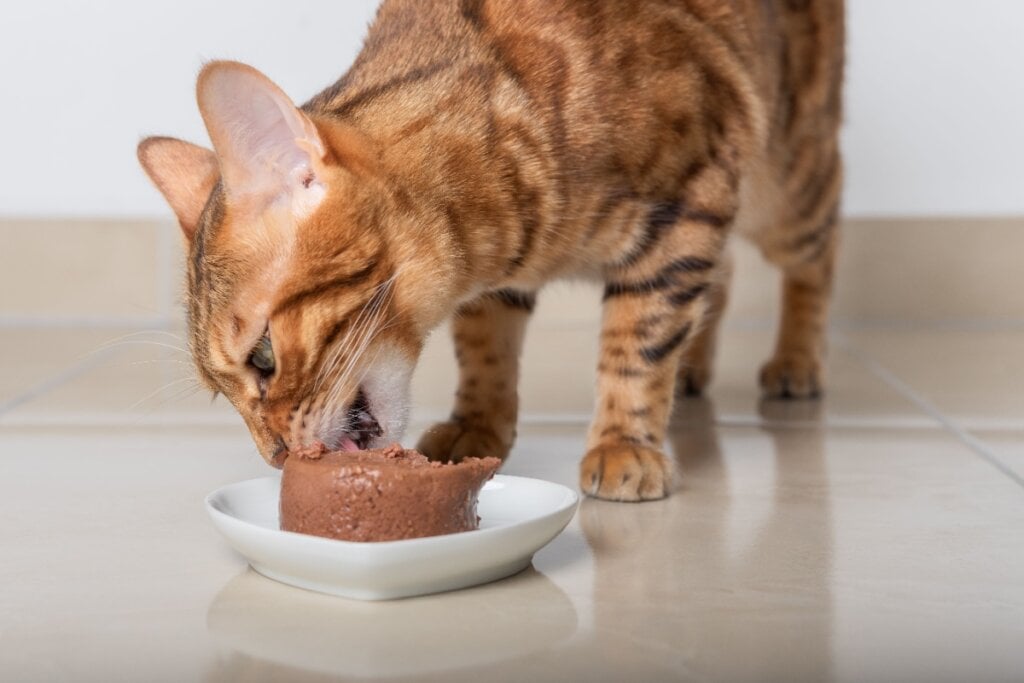 Investir em sachês e patês de qualidade é uma ótima maneira de estimular o consumo de água por felinos (Imagem: Amerigo_images | Shutterstock)