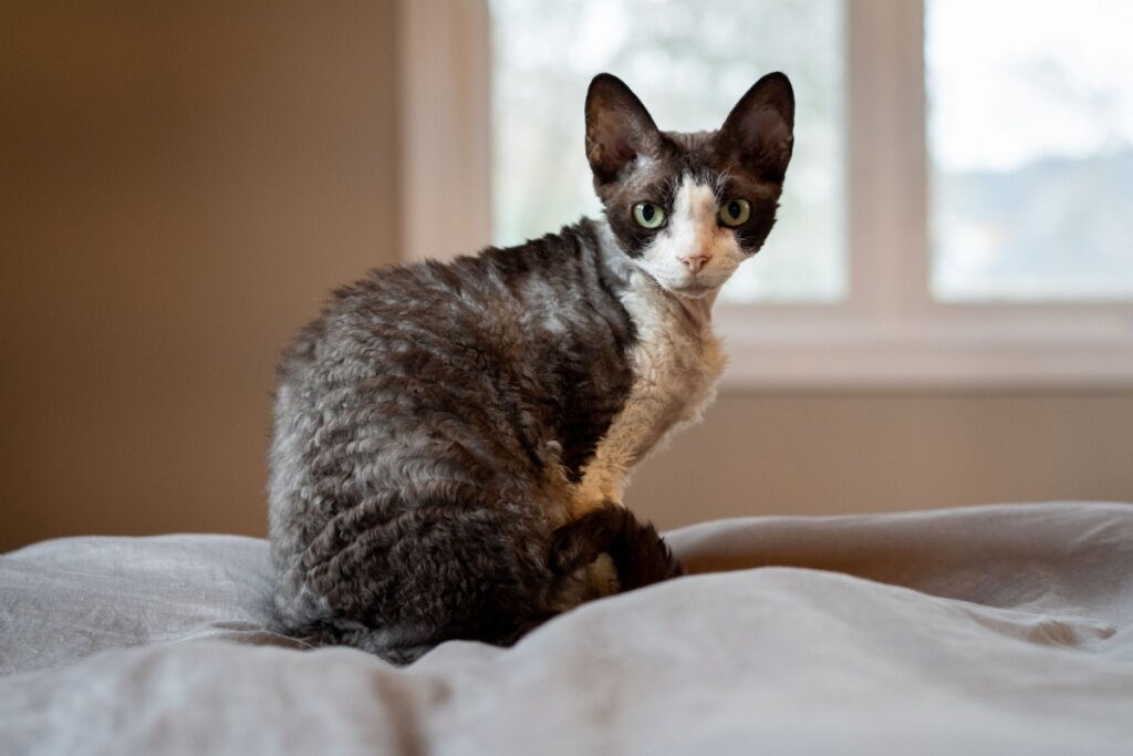 O pelo do devon rex se desprende muito pouco do corpo (Imagem: Heather Raithby Do | Shutterstock)