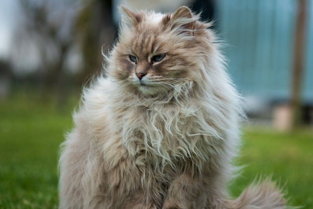 O gato siberiano, mesmo sendo peludo, produz a proteína Fel d 1 em menor quantidade (Imagem: Mary Bottacin | Shutterstock)