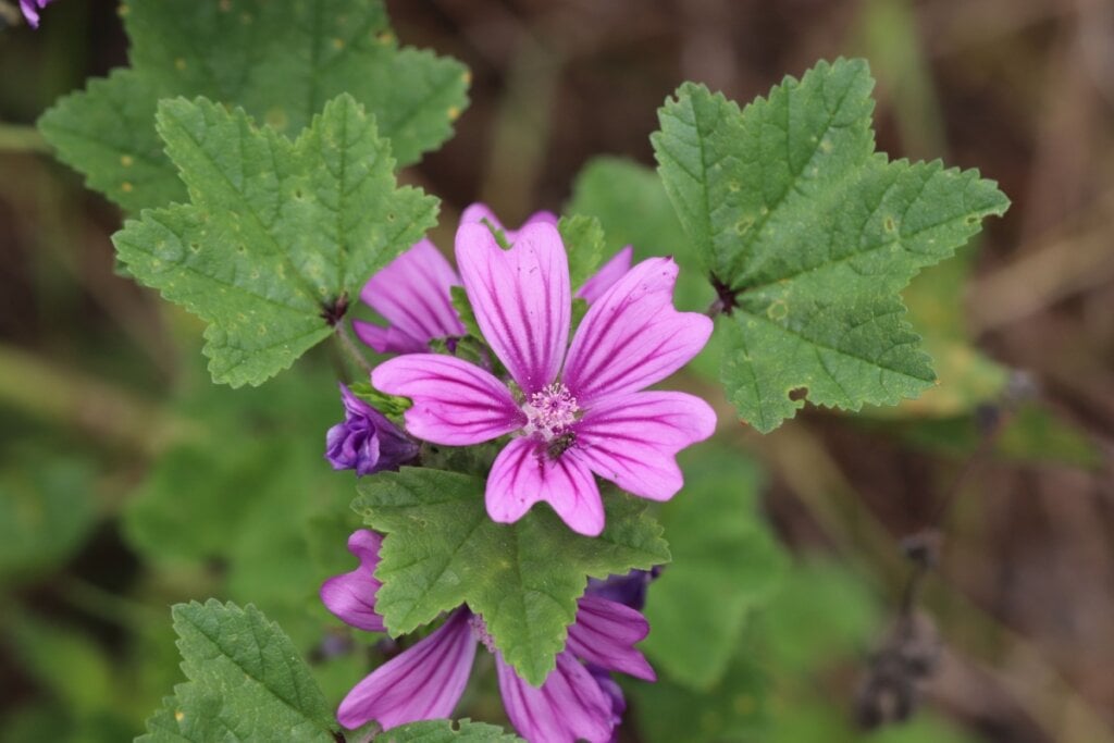 malva com folhas verdes e flores em tons de lilás