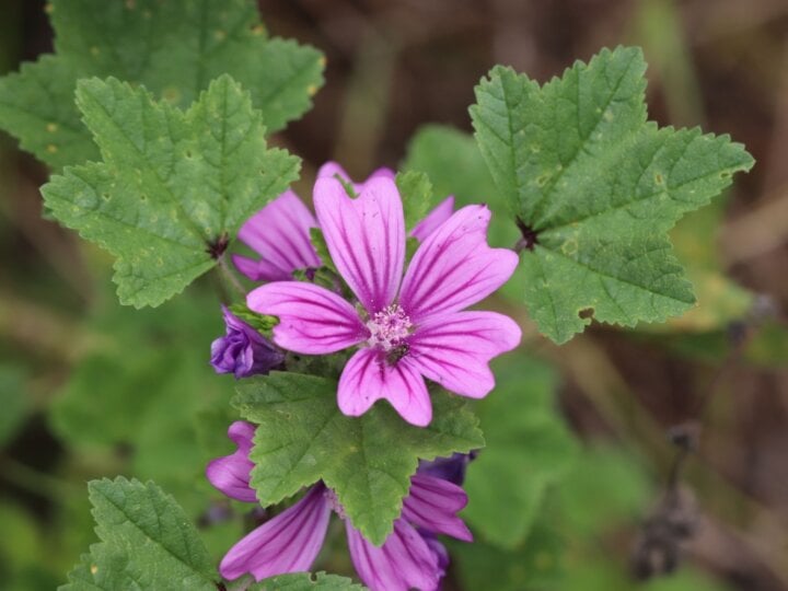 5 benefícios da erva malva para a saúde e como usá-la