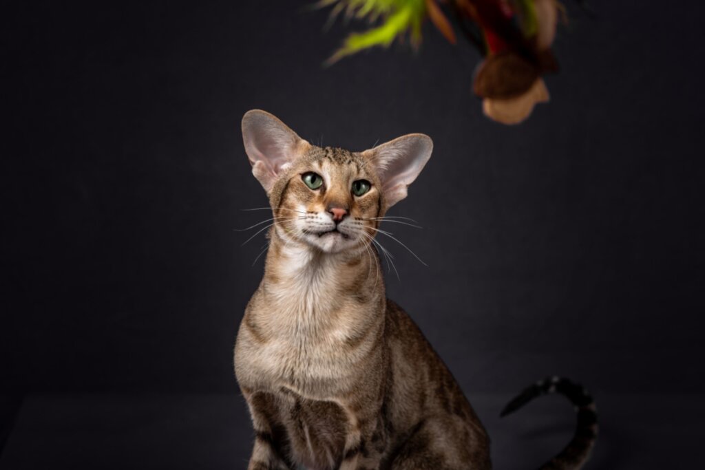 Gato da raça oriental short hair sentado em local escuro