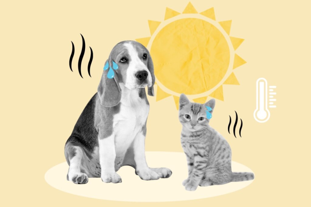 Ilustração de cachorro e gato em ondas de calor