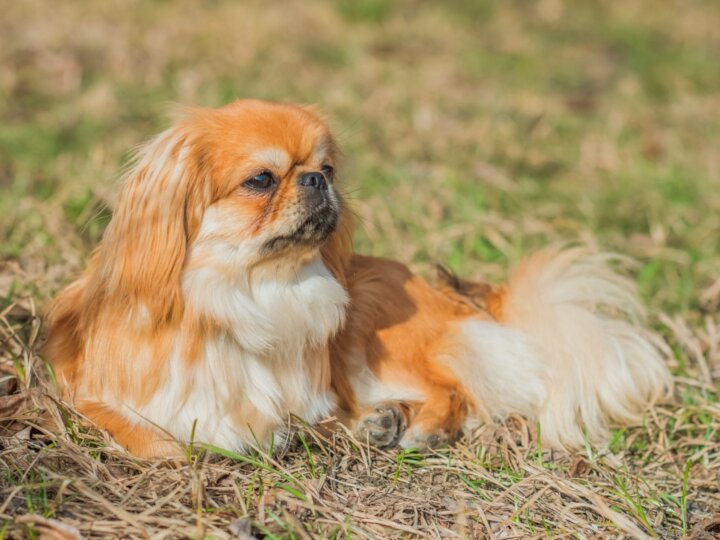 4 características do cachorro da raça pequinês 