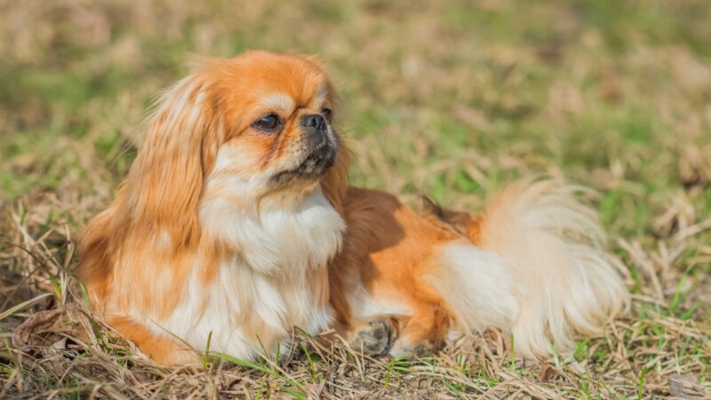 4 características do cachorro da raça pequinês 