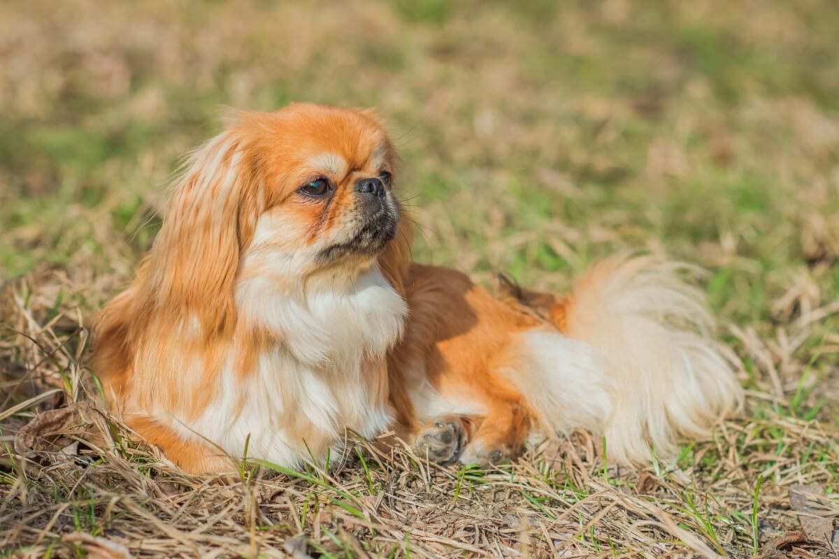 O pequinês é um cachorro corajoso e leal (Imagem: T.Den_Team | Shutterstock)