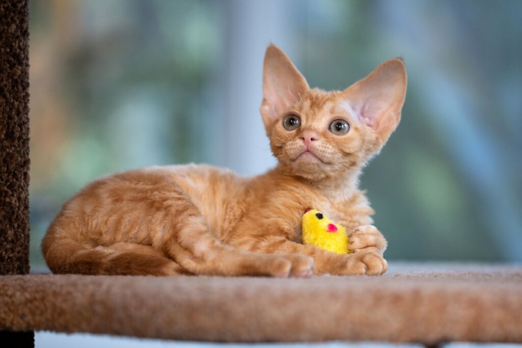 Gato da raça devon rex brincando com um brinquedo