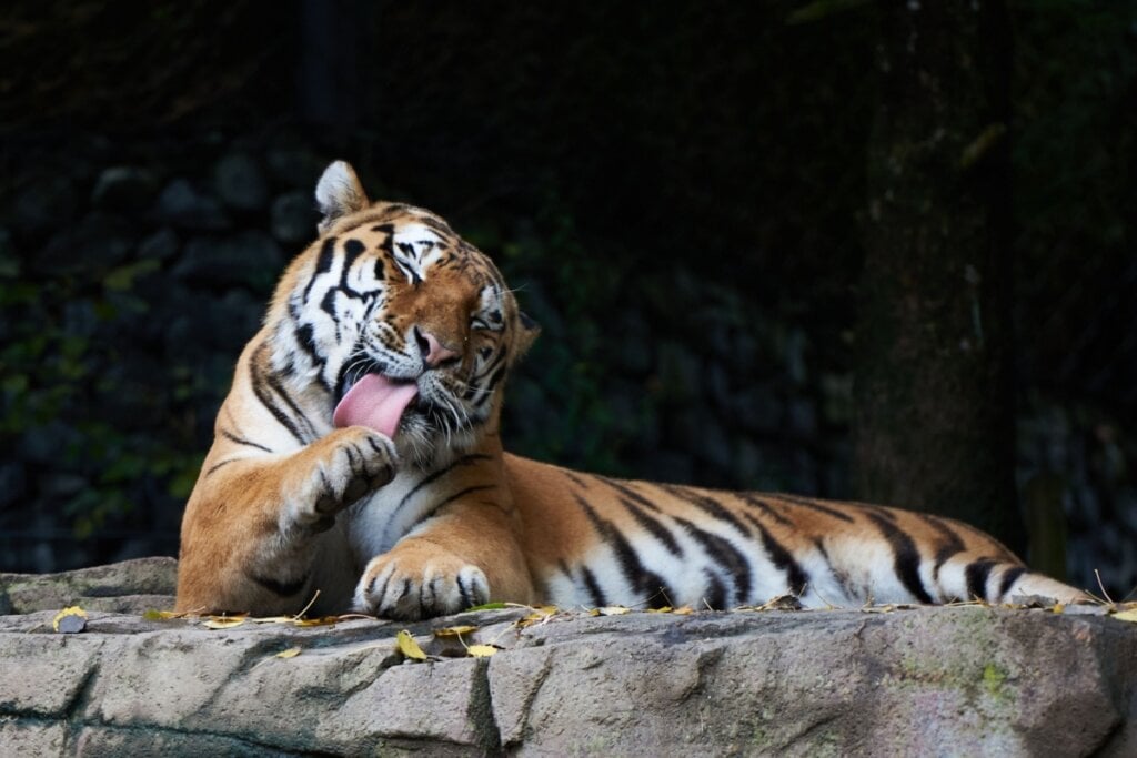 Tanto gatos quanto tigres têm o hábito de se limpar frequentemente usando a língua (Imagem: Michael Wolf1|Shutterstock)