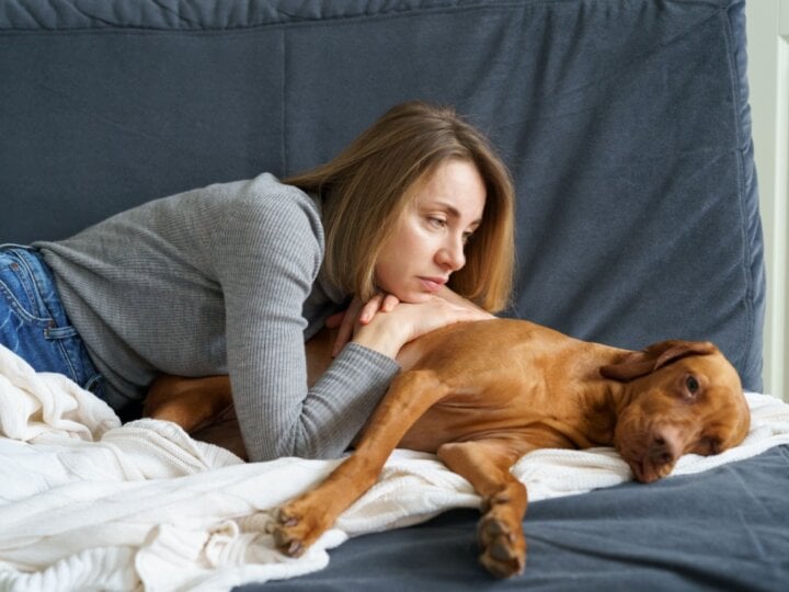 8 sinais que podem indicar que o cachorro está com dor