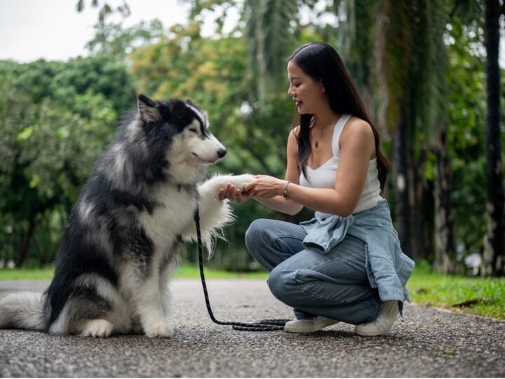 4 dicas para educar os animais de forma positiva