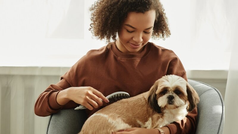 Veja a importância de escovar os pelos dos animais