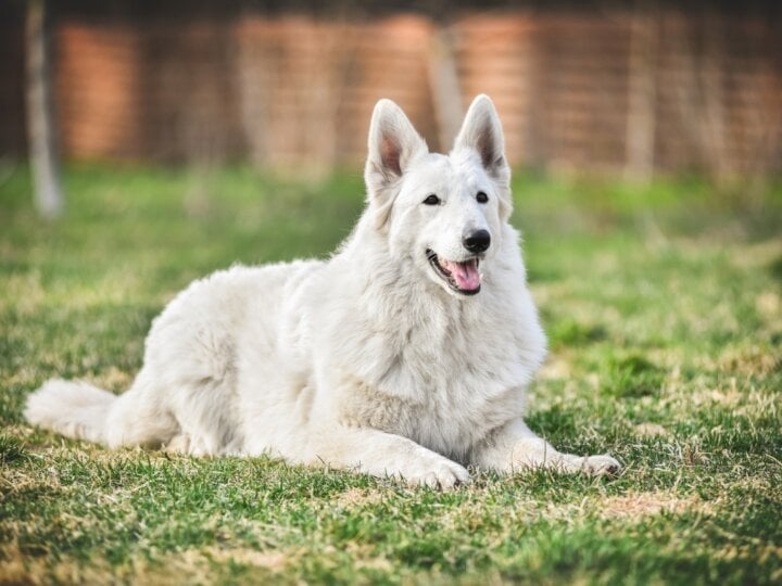 4 características do cachorro pastor branco suíço